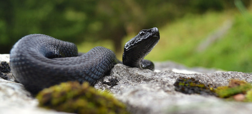 exotic-venom: (Vipera aspis atra) black asp, black viper