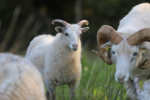 Gute sheep/gutefår, an old Swedish breed. The Gute is horned in both rams and ewes. Värmland, Sweden