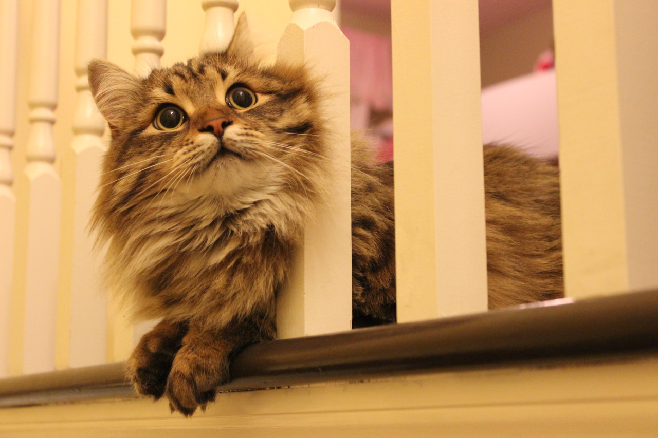 kassie-in-neverland:  My parents got a new cat and I got a new camera! Introducing