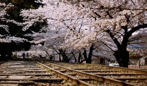 japan-overload:Cherry Line by NaokiOha on Flickr.