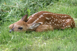 zay4ik: Fawn hiding in the tall grass 