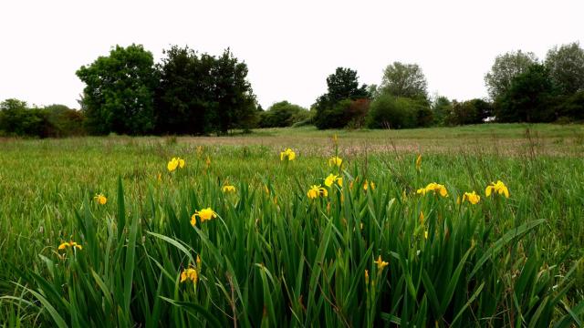 Iris Clump in the Meadow.