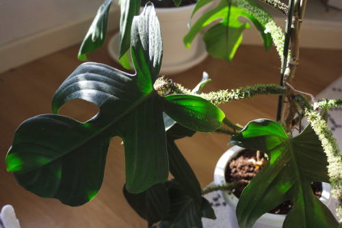It’s a close call, but I think my Philodendron squamiferum might be my favorite houseplant. It