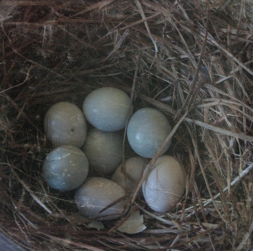 American Blue Bird eggs that never did hatch.