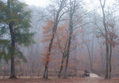 December Fog by eliza.k.mac on Flickr.