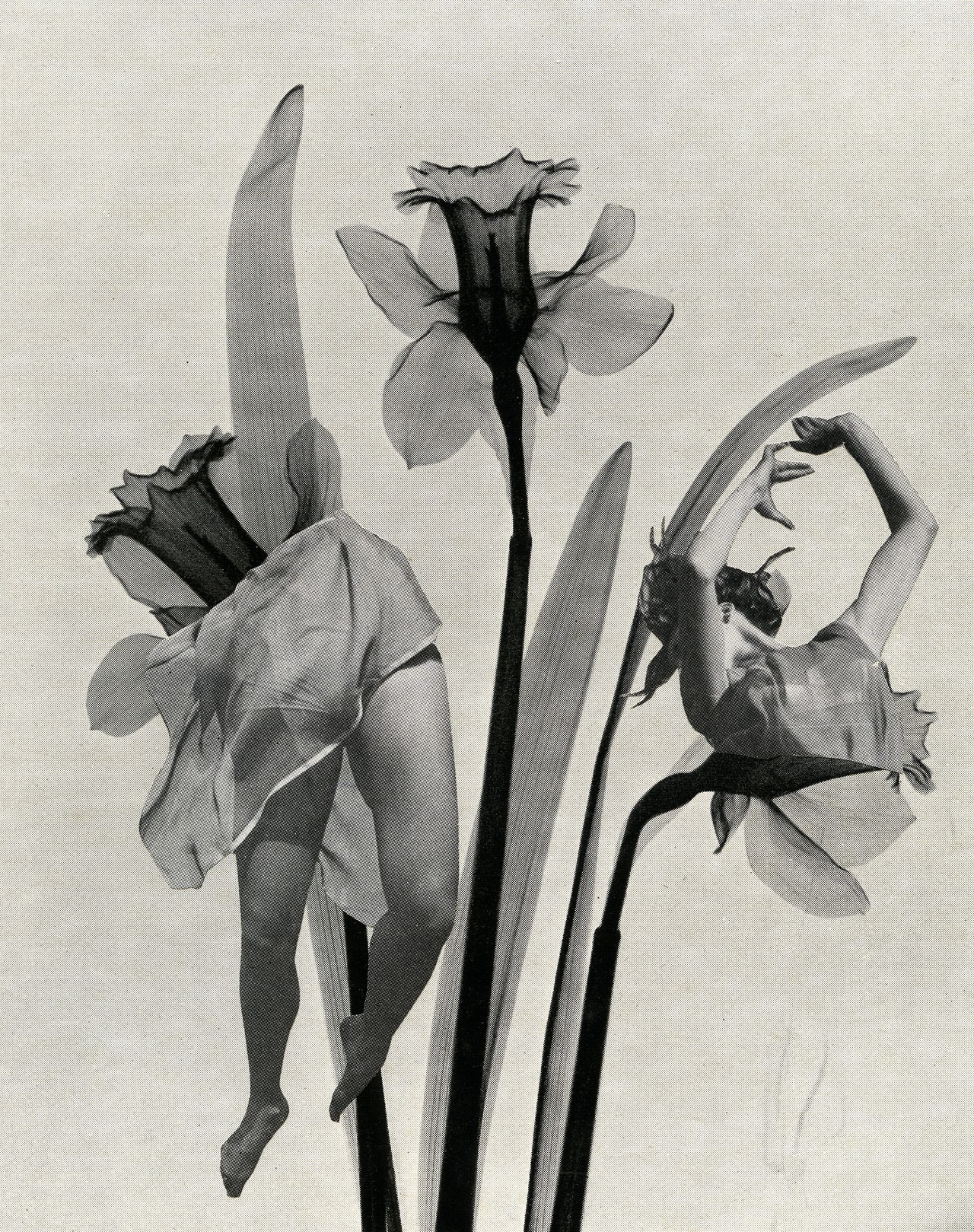 hauntedbystorytelling: Angelica Paez ::   Daffodil Dance, collage, 2016 / source: