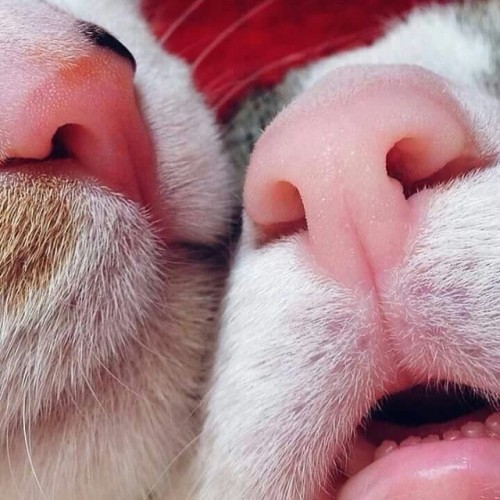 catofatime: pepoline13:Cat’s noses I like this Meow!   