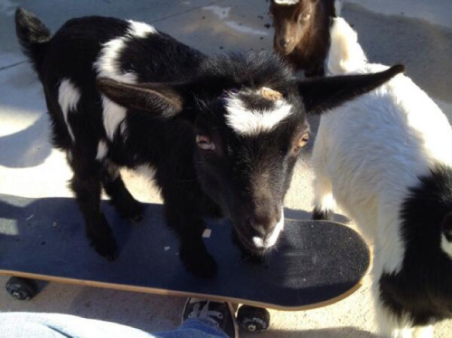 babygoatsandfriends:Gnarly goatsmore