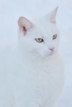 photogenicfelines:  (Martine Gingerich)