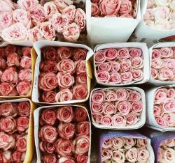 deep-inside-u:  pink roses for my sweet girl 