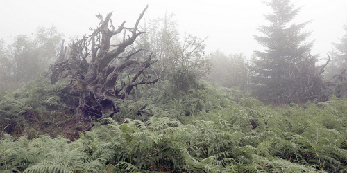 black forest / white fog 3080 by s.alt on Flickr.