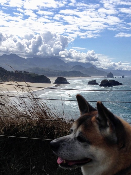 miloandhachi:The view. Canon Beach, Oregon.