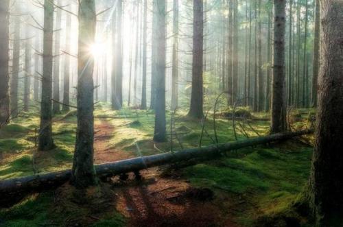 sweetd3lights:© All rights reserved by  Göran Ebenhart