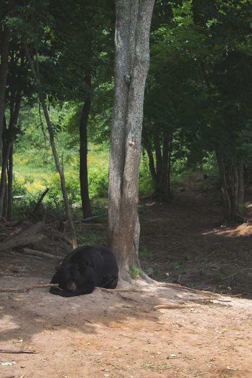 Oswald&rsquo;s Bear Ranch, Newberry, MI Today I had to chance to go see over two dozen rescued b