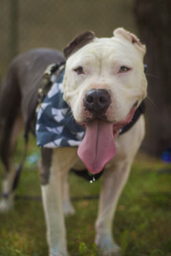 handsomedogs:  This is Swizzy an pit mix or something! She is very photogenic and dog aggressive, but we are working on it! She was owned by my neighbor and they cropped her ears; I had no say in it :/ I actually prefer her floppy ears she had as a pup.