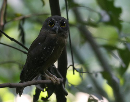 featheroftheowl:Ochre-bellied Boobok by Peter Ericsson