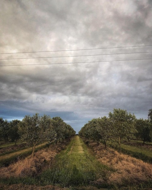 garzon: land of olives and. . . #campoair #campogarzon #uruguay #mytinyatlas #pueblogarzon #bodega