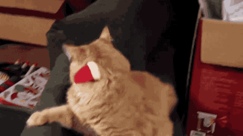 XXX gifsboom:  Orange Tabby Cat Can’t Shake photo