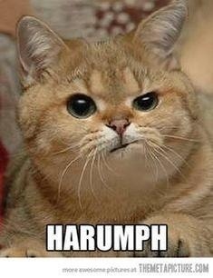 callerina:  Grumpy kitty is grumpy.  Me,