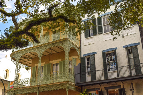 Beauties of Esplanade Avenue. New Orleans, Louisiana. July 2016.・For optimal photo quality, view the