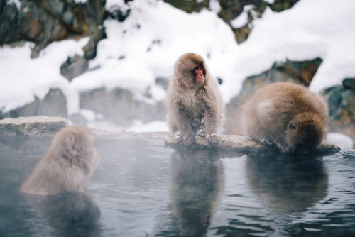 Sex takashiyasui:Snow monkey pictures