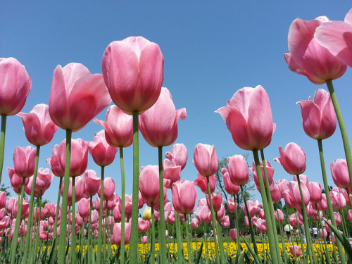 Flowers in May on Flickr.beautiful May