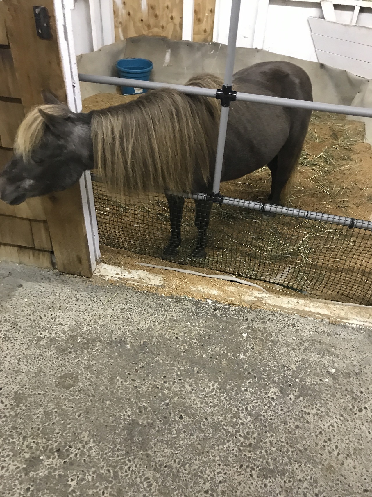 I love when the fair rolls around, baby animals , rodeo, demo derby , seeing lots