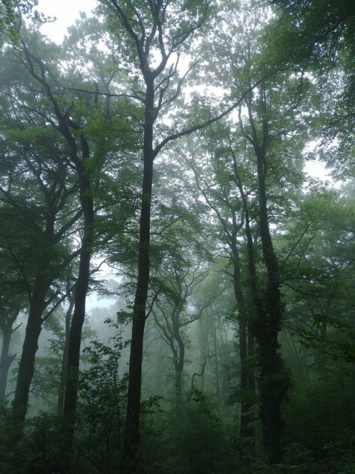 A foggy day at the local forest &amp; park by 90377Instagram | Etsy Shop