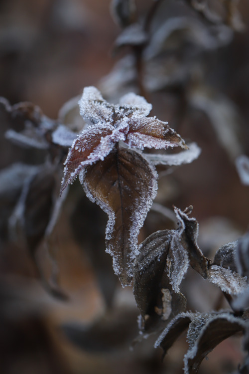 Memories of the season past.   Frost encrusted remnants of summer’s glory.