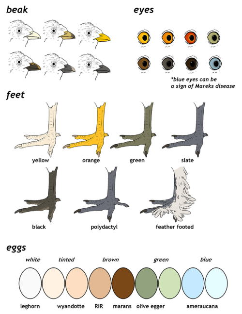 pazdispenser:revised my chicken post, still very basic but its an intro to appearance