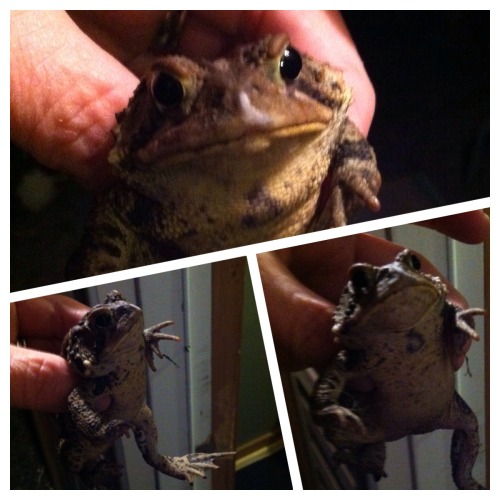 Celebrity Guest posting from my mom: What a nice little baby grumpy toad.
