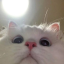 nezukochaaann