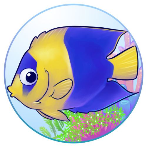 Dwarf Saltwater AngelfishIf you wish to keep these beauties, make sure they’re reef safe. The dwarf 