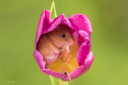 vurtual: Harvest Mouse (Micromys minutus)(by Linda Martin)