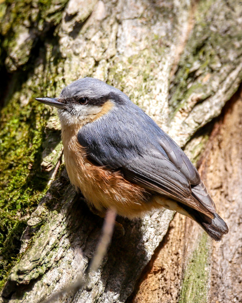 longingforrotkehlchen:Kleiber looking like breeding season is not exactly as it was imagined.Kleiber