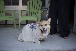 washthecorgi:  Wash says to support Troops