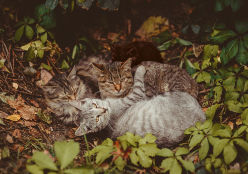 animatedamerican:  hangontothevine:  ydrill:  Cats in piles  Wildly stacked cats  Kitten piles are best piles. 