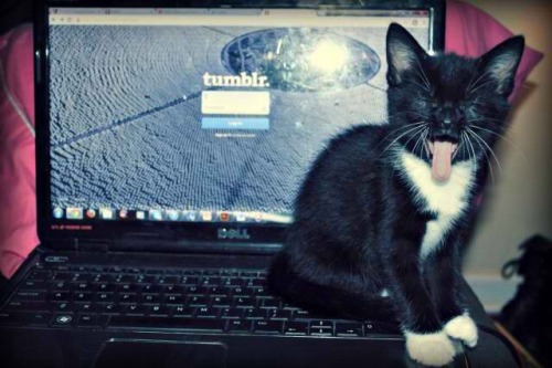 This is MY Tumblrs!