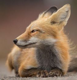 A Home for Foxes