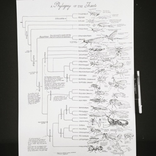 kalamboart: Procrastination via drawing an entire insect phylogeny. Might sell prints of it at some 