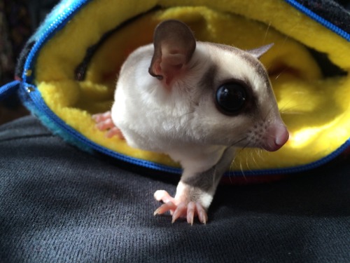 finallyjenna:  suggiesmama:  MoMo got neutered this morning. he is doing so well and I’m so happy for him. I’m glad we got him in earlier than we originally planned, but even happier that he doesn’t seem to be in lots of pain or really freaked out.