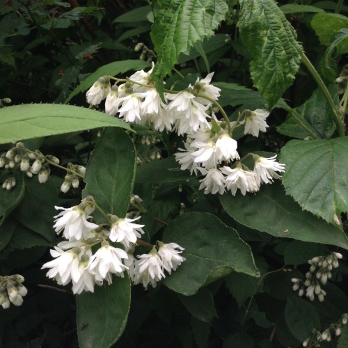 vergeten-plant:  Photos from a late walk in the forest before I went to bed. 