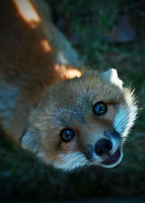 Porn Pics awwww-cute:  A friend’s fox 