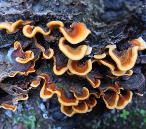 No such thing as too much fun(gi)!!! #FlowersOfWinter #thanksgivingweekend #fungi #soquel #landofthe