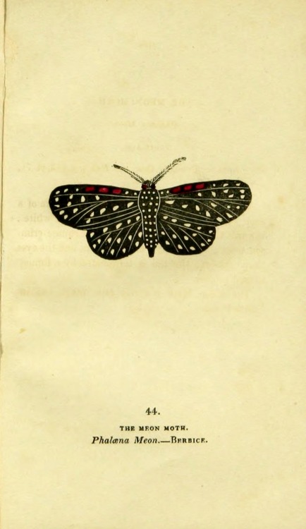 wapiti3:   	The book of butterflies, sphinges, and moths;  By Brown, Thomas, 1785-1862 Via Flickr: 	Publication info London,Whittaker & Co.; [etc.,etc.]1834.  Contributing Library: Cornell University Library  BioDiv. Library   