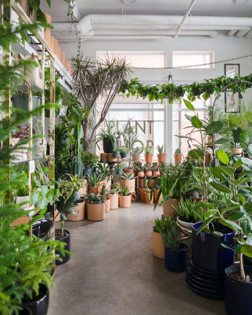 25% off plants all weekend at both plant shops - starts today!