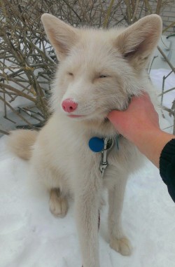 sara-meow:  Most beautiful fox ever