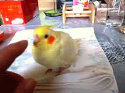 tootricky:  Baby cockatiel (source) 