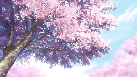 Ms Cherry Blossom