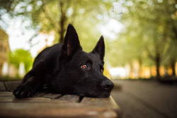 blackpepperphotos:  Pepper, my Black GSD,